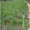 基地批發白皮松 白皮松小苗 供應各種綠化苗木 價格優惠品種齊全