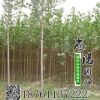 批發 白楊樹苗 白楊苗 速生楊樹 規格齊全園林綠化苗木量大優惠