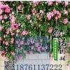 批發薔薇苗 多花薔薇花苗 循環開花藤本薔薇 大量供應 苗圃直銷
