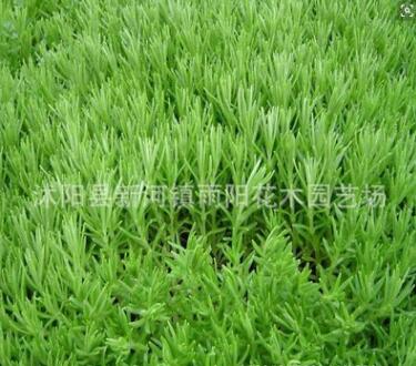 佛甲草基地批發(fā)直銷 屋頂綠化佛甲草圖片景觀植物 綠化類
