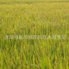 批發(fā)金優(yōu)59水稻種子 高產(chǎn)抗倒伏雜交水稻種子 稻谷種秧苗直銷