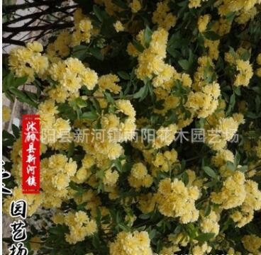 黃白木香花苗爬藤植物盆栽七里香苗陽臺攀援綠植薔薇花苗庭院花卉