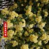 黃白木香花苗爬藤植物盆栽七里香苗陽臺攀援綠植薔薇花苗庭院花卉