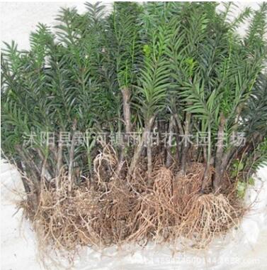 基地批發珍稀苗木紅豆杉楨楠曼地亞南方紅豆杉