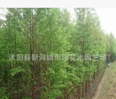 批發行道樹小苗 落羽杉小苗 工程綠化 落羽杉 園林綠化苗