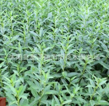 連翹小苗批發 苗圃出售連翹 價格優惠 高40以上 連翹銷售