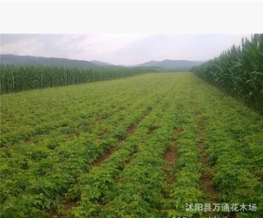 五葉地錦苗 直銷 攀援 爬藤植物 庭院美化 庭院美化 攀爬速度快