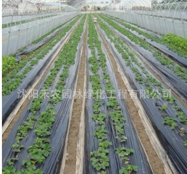 塑料薄膜 白色地膜 黑色地膜一卷是8斤重 1米 1.5米2米寬黑地膜