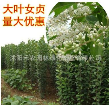 綠化工程苗木行道樹高桿大葉女貞樹苗大葉女貞小苗大葉女貞批發