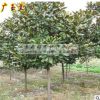 道路綠化樹木_廣玉蘭樹_廣玉蘭樹苗_玉蘭小苗批發_810cm1215公分