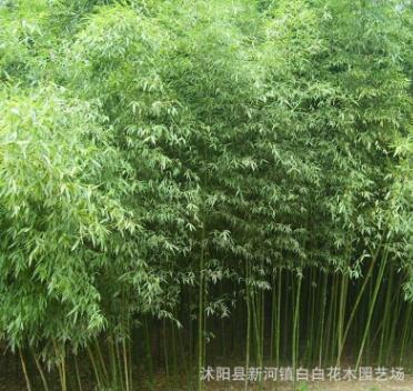 綠化工程庭院綠化苗木 剛竹苗 四季常青竹子小苗 規格齊全