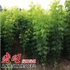 基地批發(fā)金葉復(fù)葉槭 復(fù)葉槭小苗 規(guī)格全 復(fù)葉槭價格 綠化工程小苗