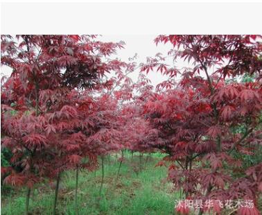 紅楓 紅楓樹 日本紅楓 美國紅楓小苗 園林植物批發