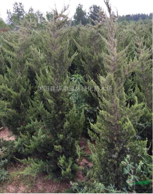 龍柏，H2米龍柏價格，H2米龍柏供應