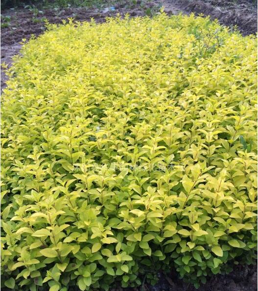 金葉女貞，金葉女貞圖片