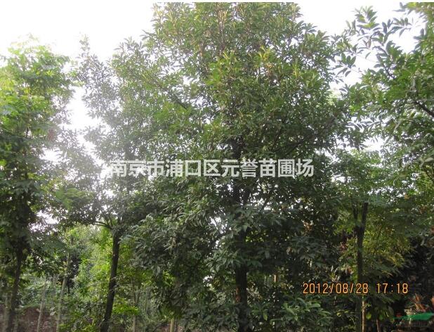 高桿女貞，冬青樹，大葉女貞