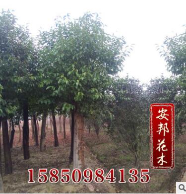 大量供應香樟綠化樹木 香樟樹 規格齊全香樟苗 名貴樹苗 量大優