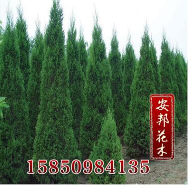 優質塔柏樹苗 規格齊全 量大優惠 塔柏樹苗價格 塔柏