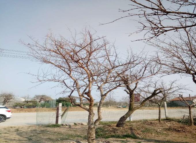 石榴樹 水果石榴樹 石榴樹價格