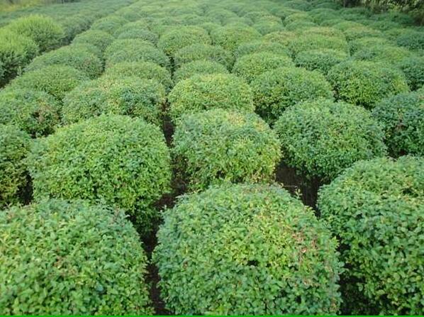 供應(yīng)水蠟球的批發(fā)價(jià)格