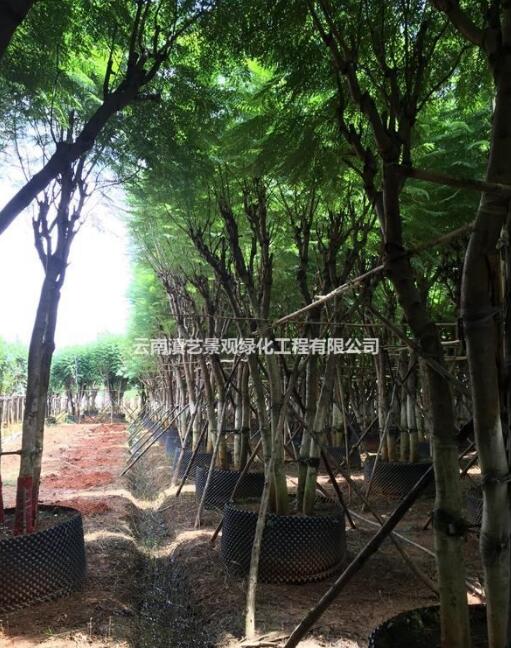 叢生藍(lán)花楹，云南叢生藍(lán)花楹，叢生苗木價(jià)格