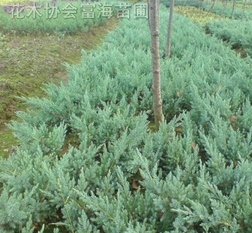 地柏，地柏小苗，鋪地柏，爬地柏，沙地柏