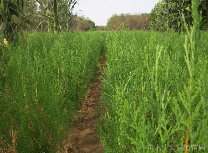 側柏基地扁柏價格