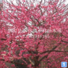 供應(yīng)各種規(guī)格花梅、紅梅