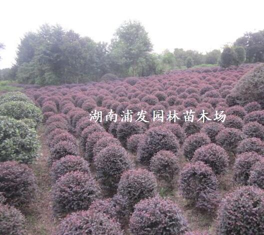 湖南紅繼木-紅繼木盆景-精品紅繼木球