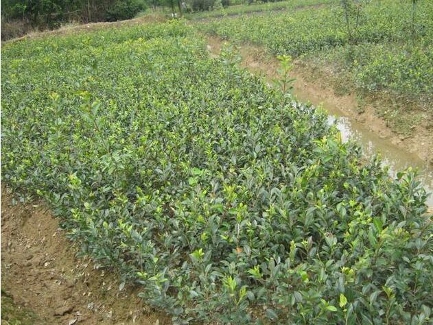 夾竹桃、法國冬青、金葉女貞、紅繼木、杜鵑等工程小苗