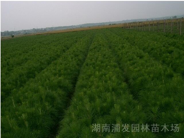 濕地松、濕地松價格、湖南濕地松