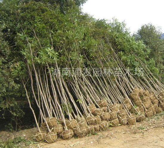 湖南金絲楠木繁殖基地-金絲楠木小苗批發(fā)-金絲楠木價格