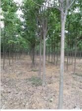 供應10公分楸樹