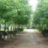 香樟樹苗批發園林工程綠化苗木香樟小苗 道路風景樹 規格齊全