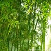 工程園林綠化苗木青竹苗 庭院籬笆圍墻綠植青竹苗品種全 基地直銷