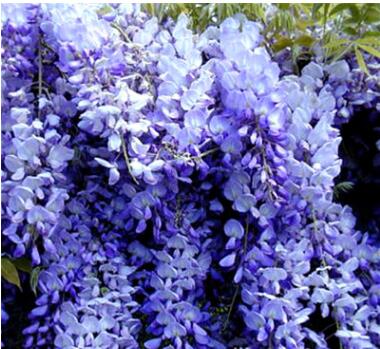 南京紫藤花樹苗紫藤花苗爬藤植物攀援花卉盆栽別墅庭院圍墻種植