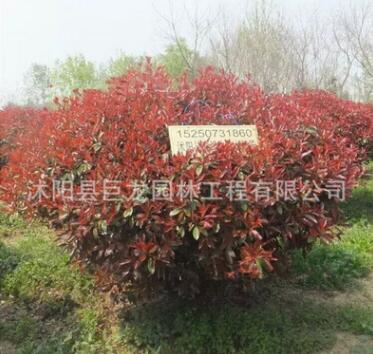 批發(fā)紅葉石楠球 精品紅葉石楠球 山東園林高桿紅葉石楠樹湖北苗圃
