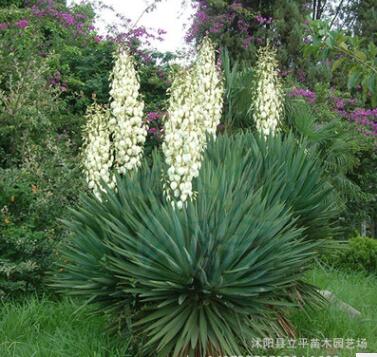 供應(yīng)苗木鳳尾蘭 絲蘭 劍麻 水絲麻和批發(fā)均可銷(xiāo)售 量大優(yōu)惠