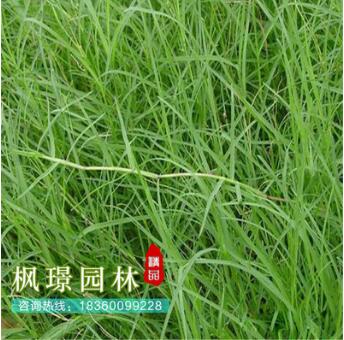 批發狗牙根草坪（包衣）不長高 球場用耐踐踏草坪 草皮