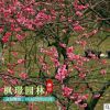 庭院觀花植物批發(fā) 紅梅花樹(shù)苗 耐寒紅綠梅 綠化工程 量大優(yōu)惠