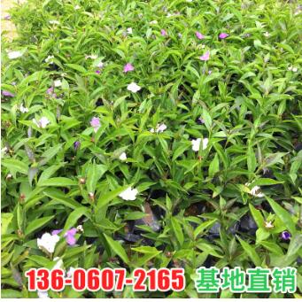 鴛鴦雙色茉莉 白茉莉花室內(nèi)花卉盆栽植物茉莉 園林生態(tài)苗木批發(fā)