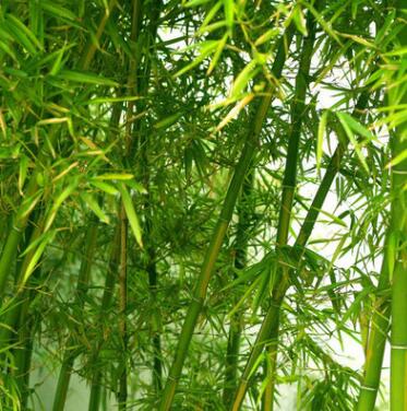 批發(fā)青竹 黃金竹 紫竹 金鑲玉竹 庭院觀賞植物園林綠化毛竹