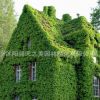 爬山虎苗批發庭院爬墻植物五葉地錦三葉地錦爬墻高手遮陽降溫