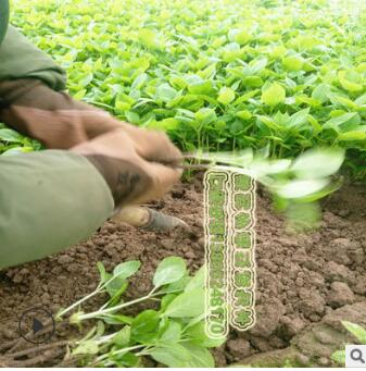 繡球花小苗八仙花小苗批發價，江蘇基地直銷各種規格繡球綠化苗木