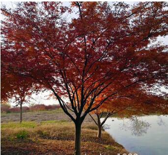 雞爪戚樹，江蘇雞爪戚樹苗批發，南北方園林綠化觀賞景觀樹品種