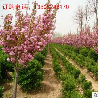 櫻花樹苗批發價格，南北方園林小區公路觀賞綠化景觀樹綠化苗品種