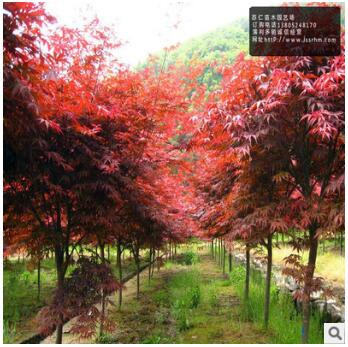 紅楓小苗批發價格，南北方園林小區公園學校花壇綠化觀賞樹苗