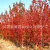 美國紅楓樹苗批發中國紅楓盆栽嫁接植物日本紅楓 秋火焰