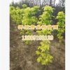 供應金葉復葉槭 東北耐寒彩葉苗木 東北金葉復葉槭價格