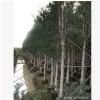 供應白千層/綠化苗木/胸徑5到30公分/農戶自家花場種植直銷